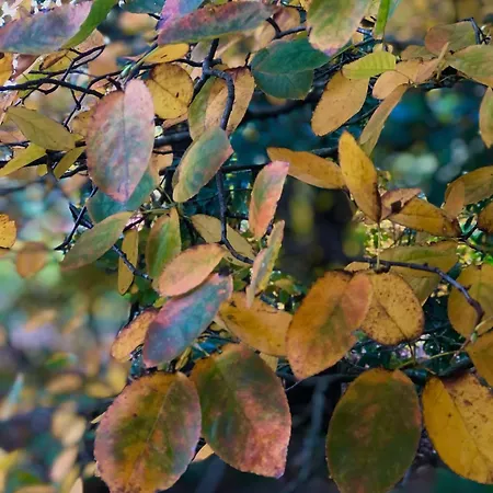 Het Natuurhuisje Op De Veluwe בית נופש *