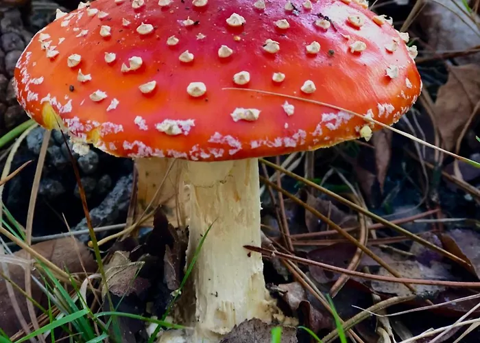 Het Natuurhuisje Op De Veluwe Сasa de vacaciones *